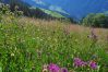 Apartment in Damüls - Alpenstolz #2.01 Comfort Apartment in Damüls - Alpenstolz #2.01 Comfort